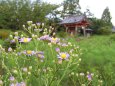 奈良般若寺に咲く紫苑