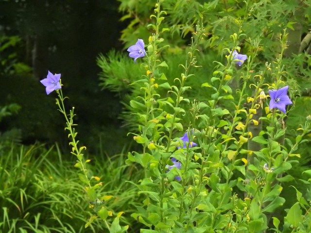 湯島天神に咲く桔梗