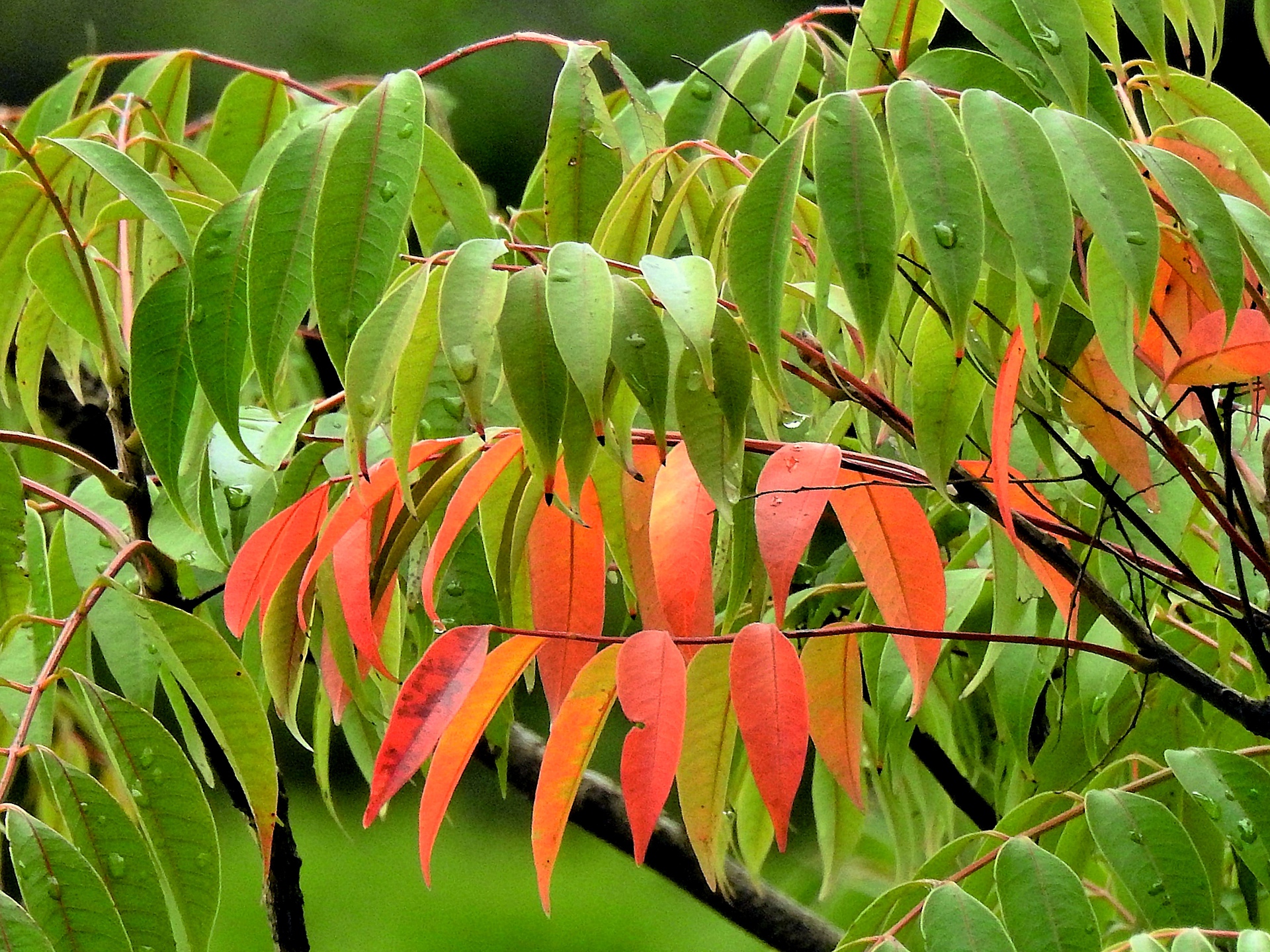 花 植物 紅葉し始めたハゼの木 壁紙19x1440 壁紙館