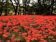 燃える野川公園