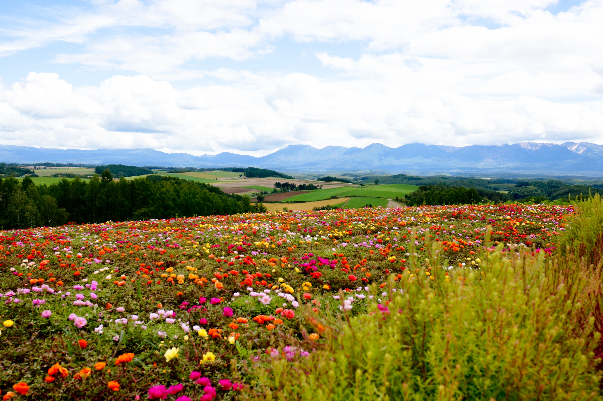 日本の風景 花畑 壁紙19x1276 壁紙館