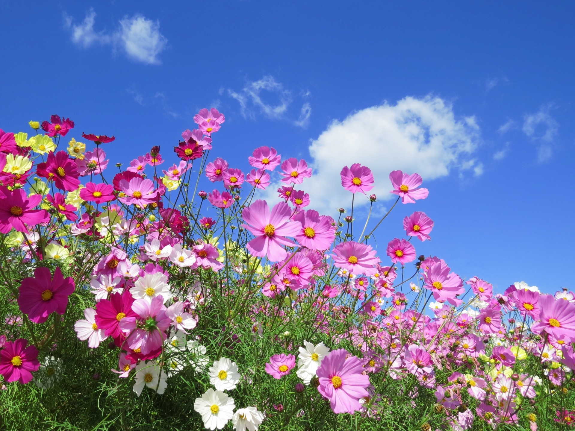 花 植物 コスモス 秋空に花を開いて 壁紙19x1440 壁紙館