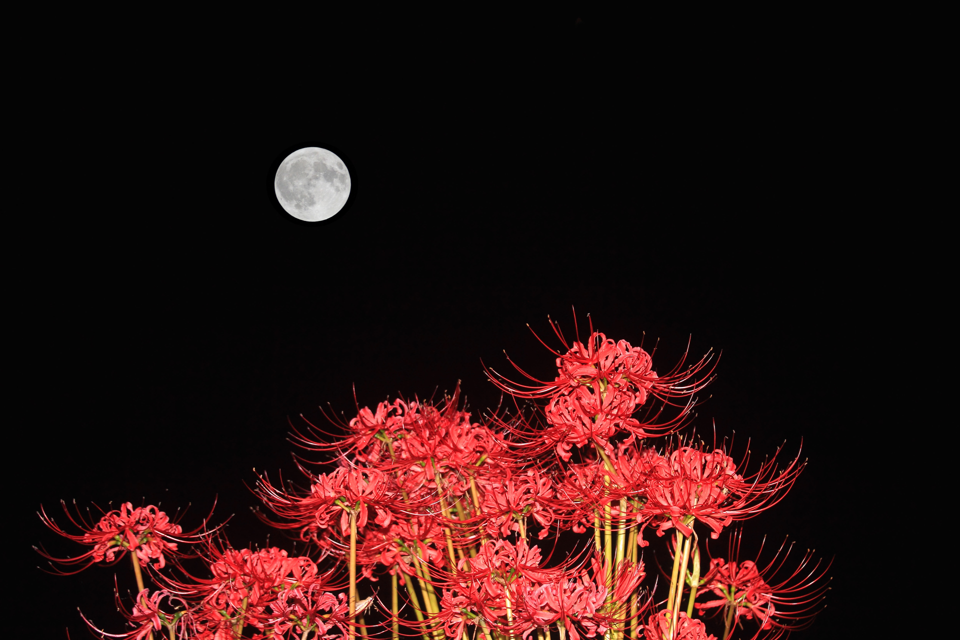 夜景 花火 イルミ 彼岸花と中秋の名月 壁紙19x1280 壁紙館