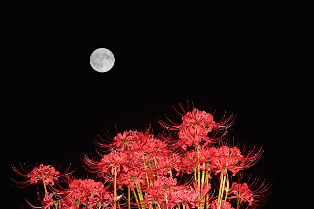 夜景 花火 イルミ 彼岸花と中秋の名月 壁紙館