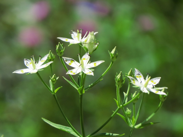 曙草(アケボノソウ)