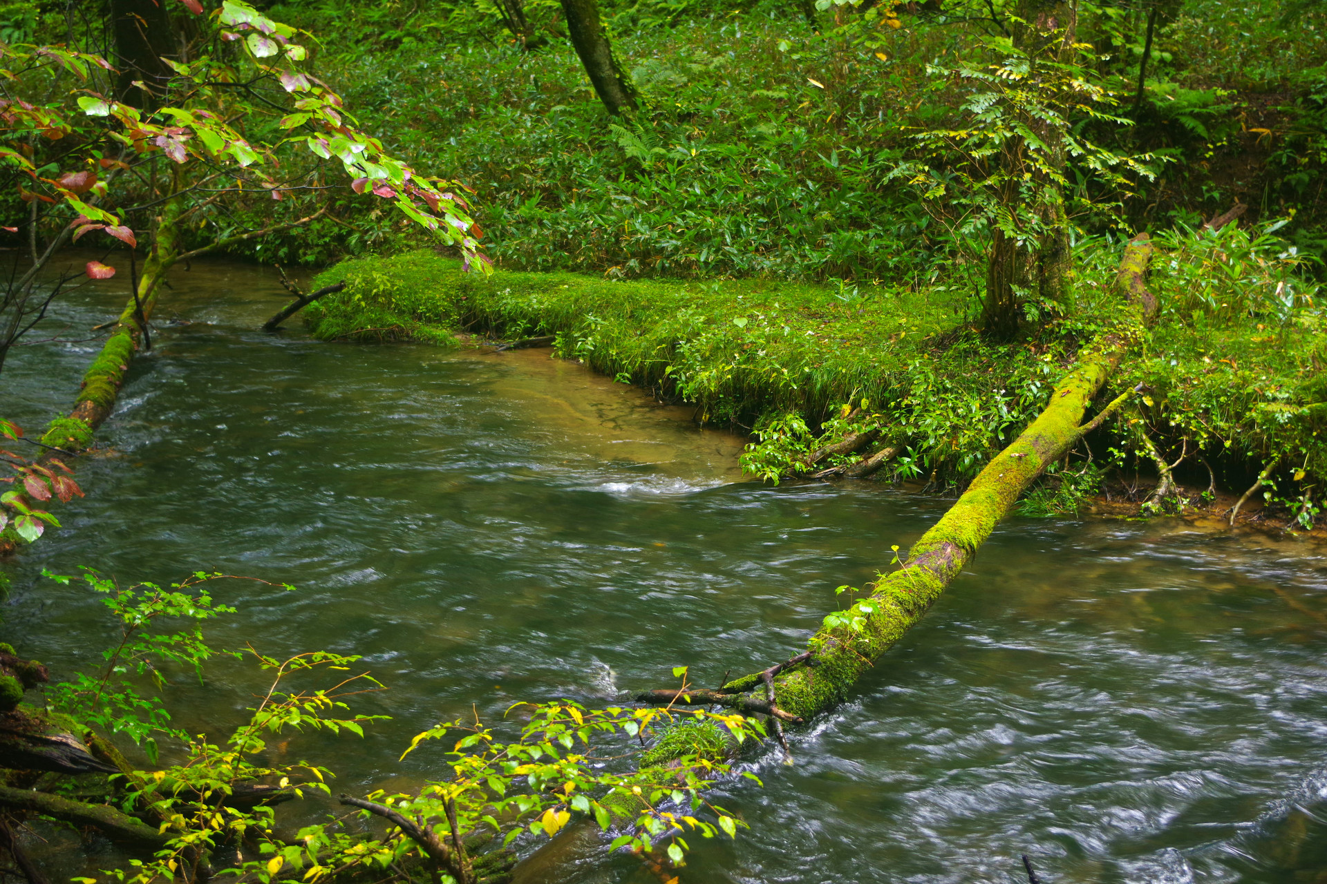 日本の風景 奥日光の清流 湯川 壁紙19x1280 壁紙館