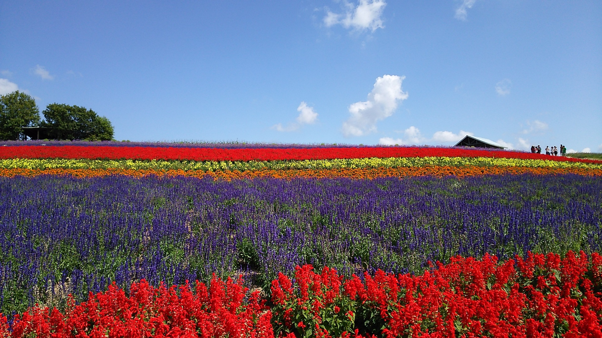 日本の風景 お花畑 壁紙19x1080 壁紙館