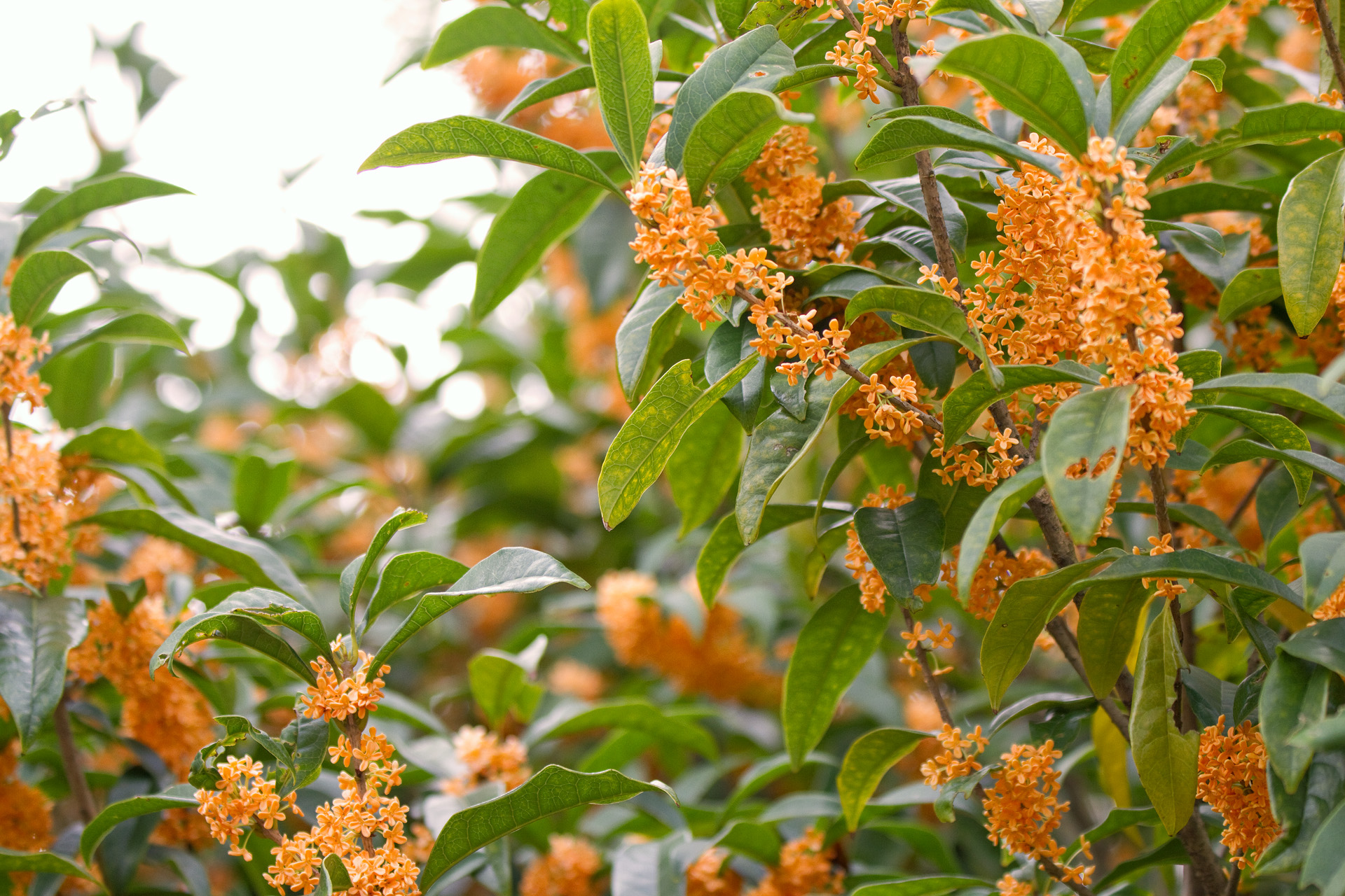 花 植物 キンモクセイ 壁紙19x1280 壁紙館