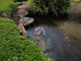 日本庭園の緋鯉