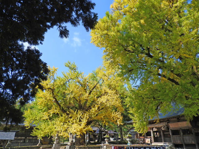 神社の大イチョウ