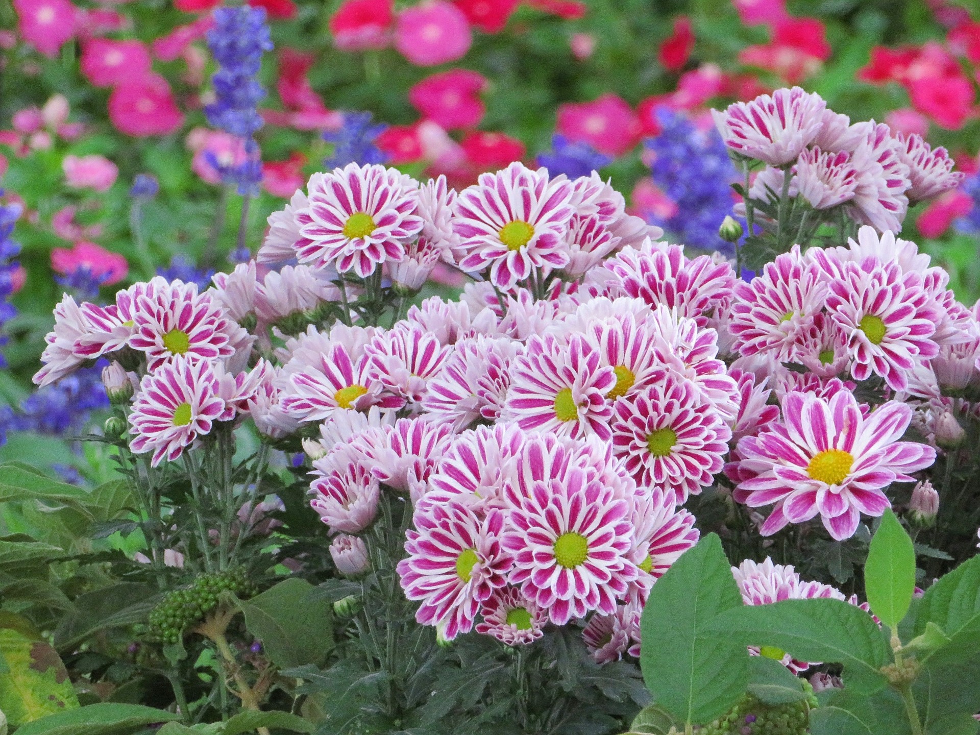 花 植物 華やかなスプレーマム 壁紙19x1440 壁紙館