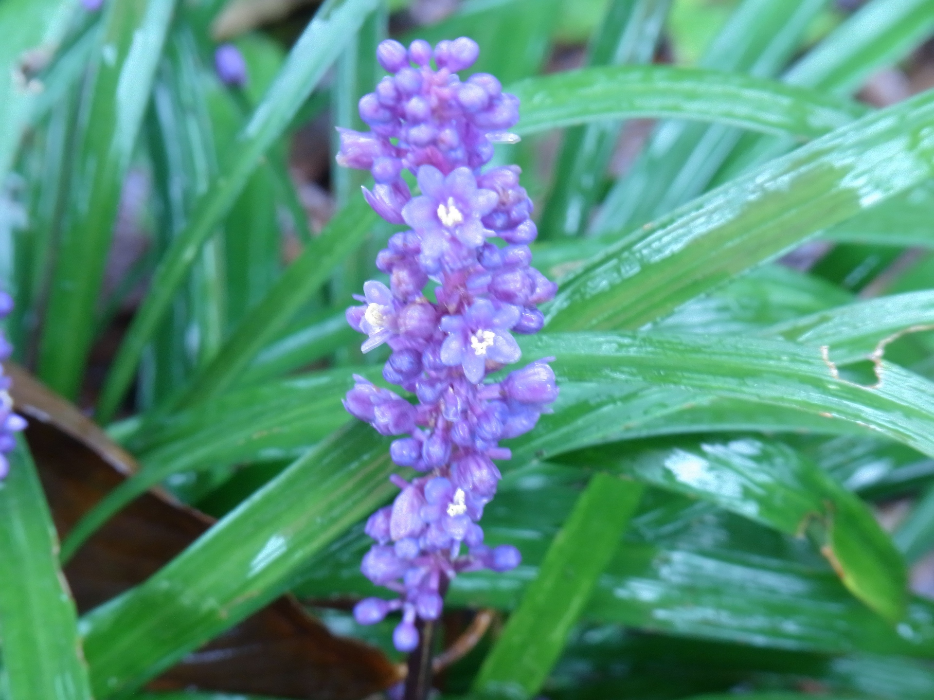 花 植物 ヤブラン 壁紙19x1439 壁紙館 花 植物 ヤブラン 壁紙19x1439 壁紙館
