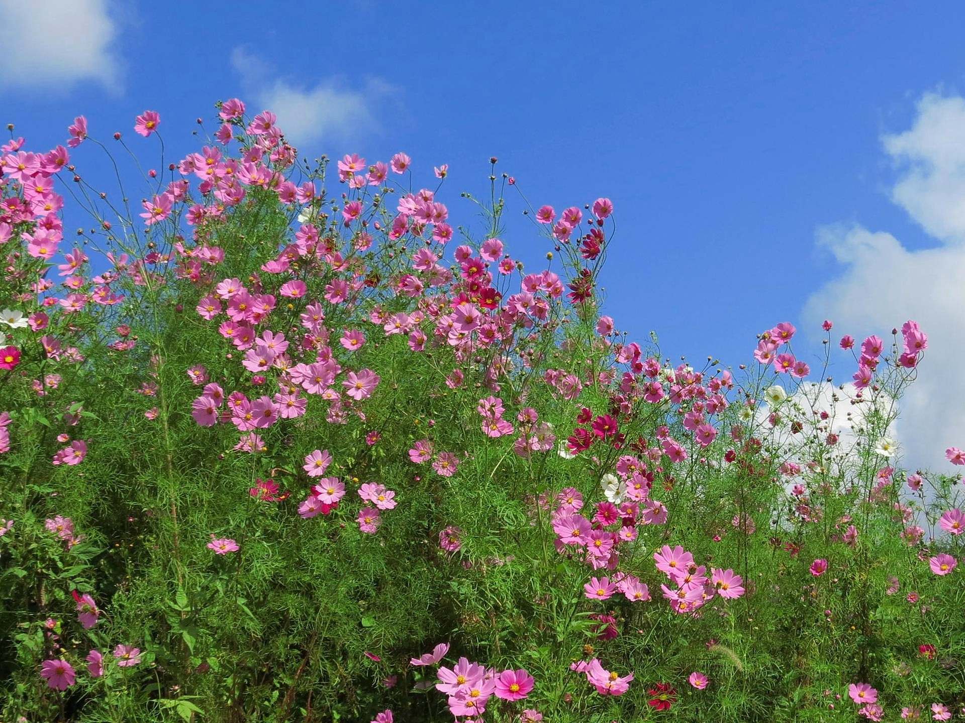 花 植物 山里の懐かしい丈高いコスモス 壁紙19x1440 壁紙館