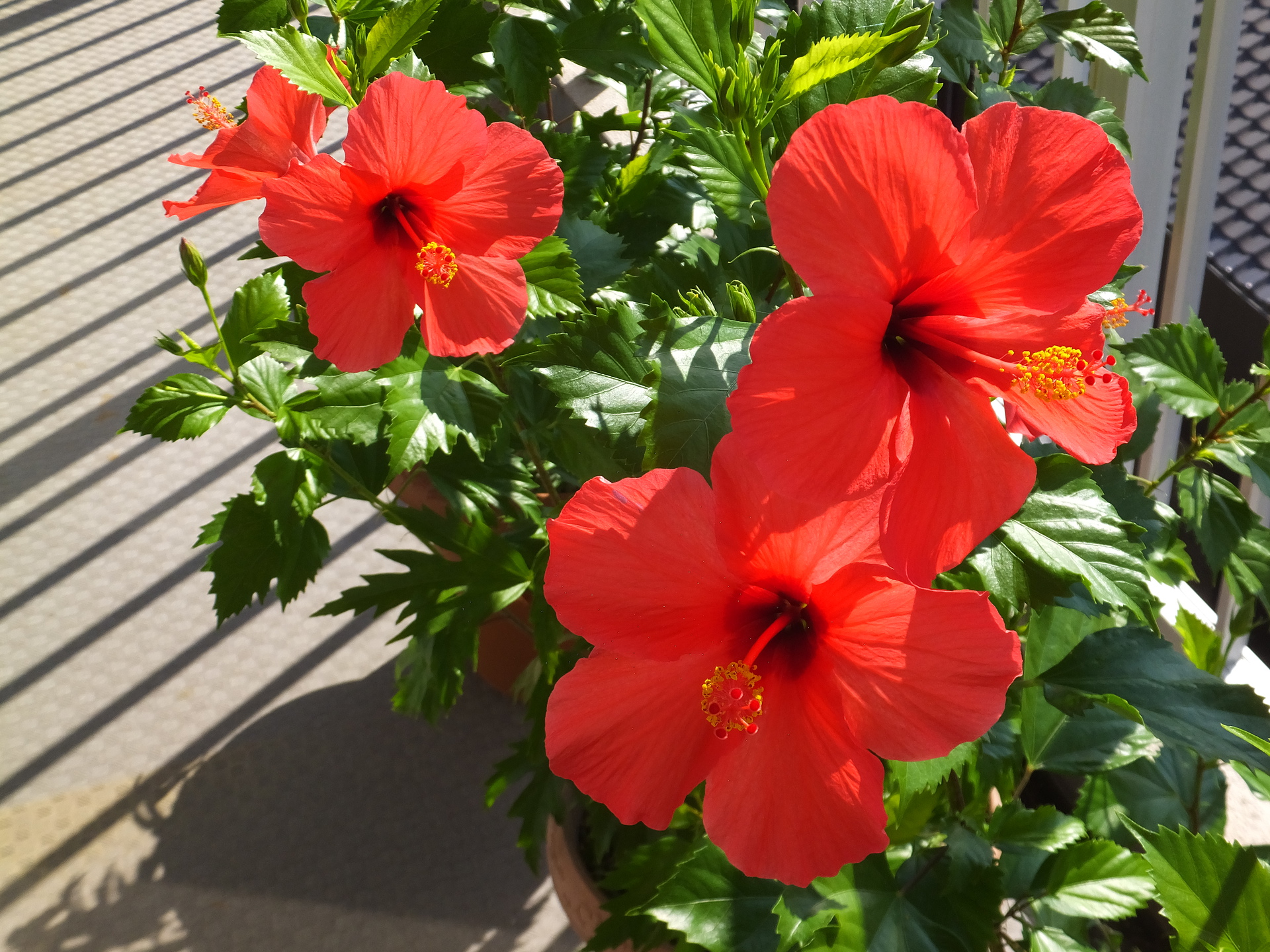 花 植物 秋のハイビスカス 壁紙19x1440 壁紙館