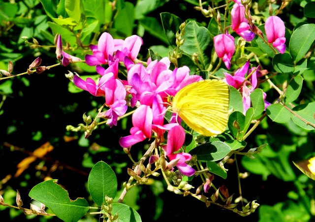 萩の花を訪れた黄色い蝶
