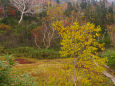 栂池自然園の紅葉
