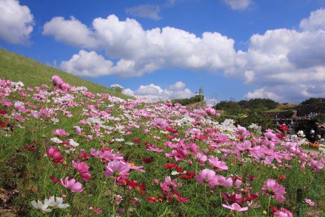 コスモスの季節-1