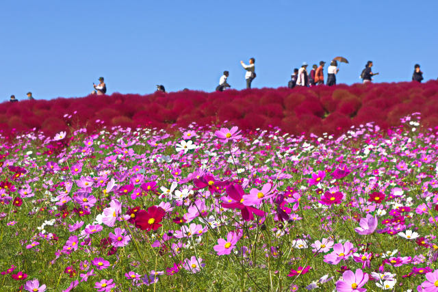 コスモスとコキア