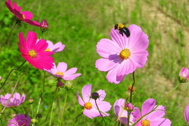 田舎道を彩るコスモス4