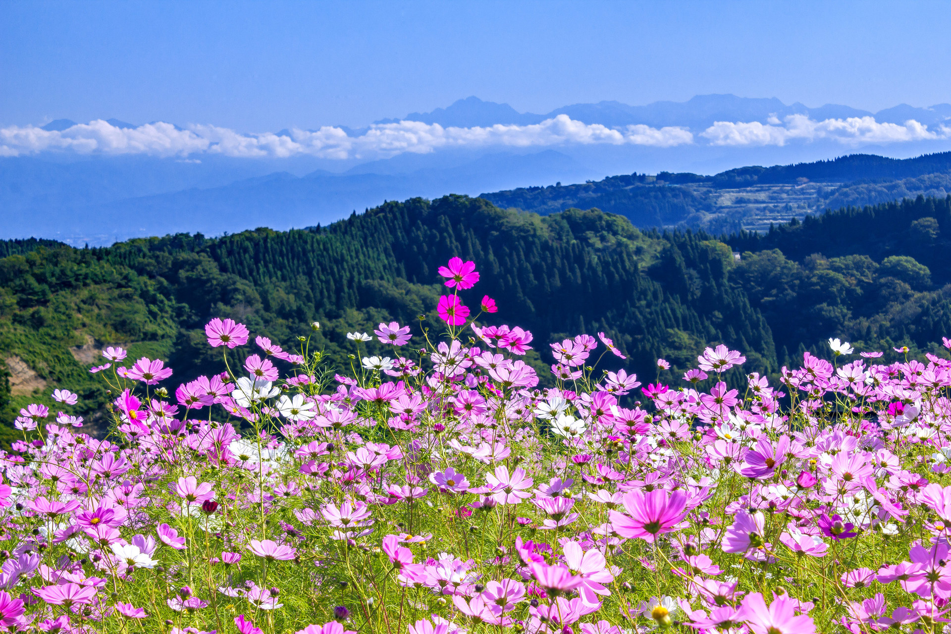 花 植物 夢の平スキー場のコスモス畑 壁紙19x1280 壁紙館