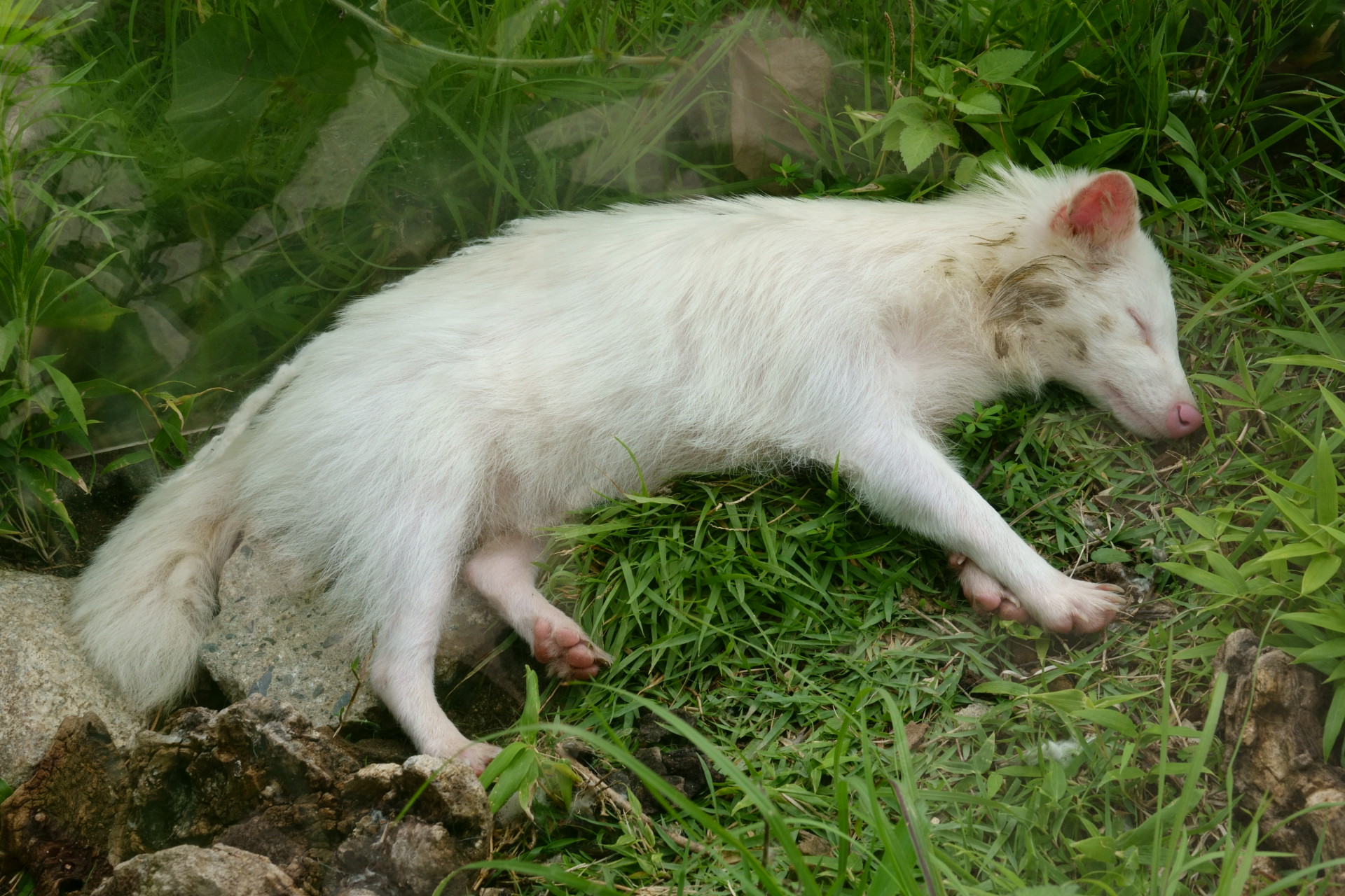 動物 その他 居眠り白たぬき 壁紙19x1280 壁紙館