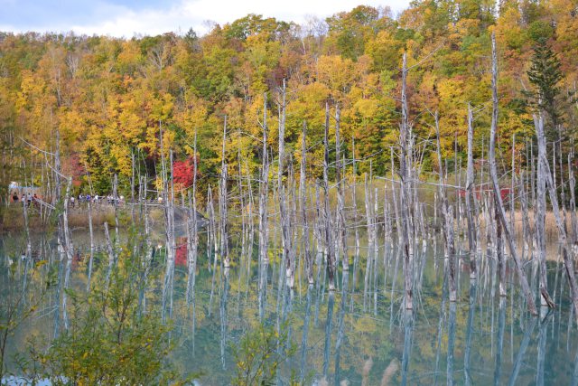秋色に染まる青い池