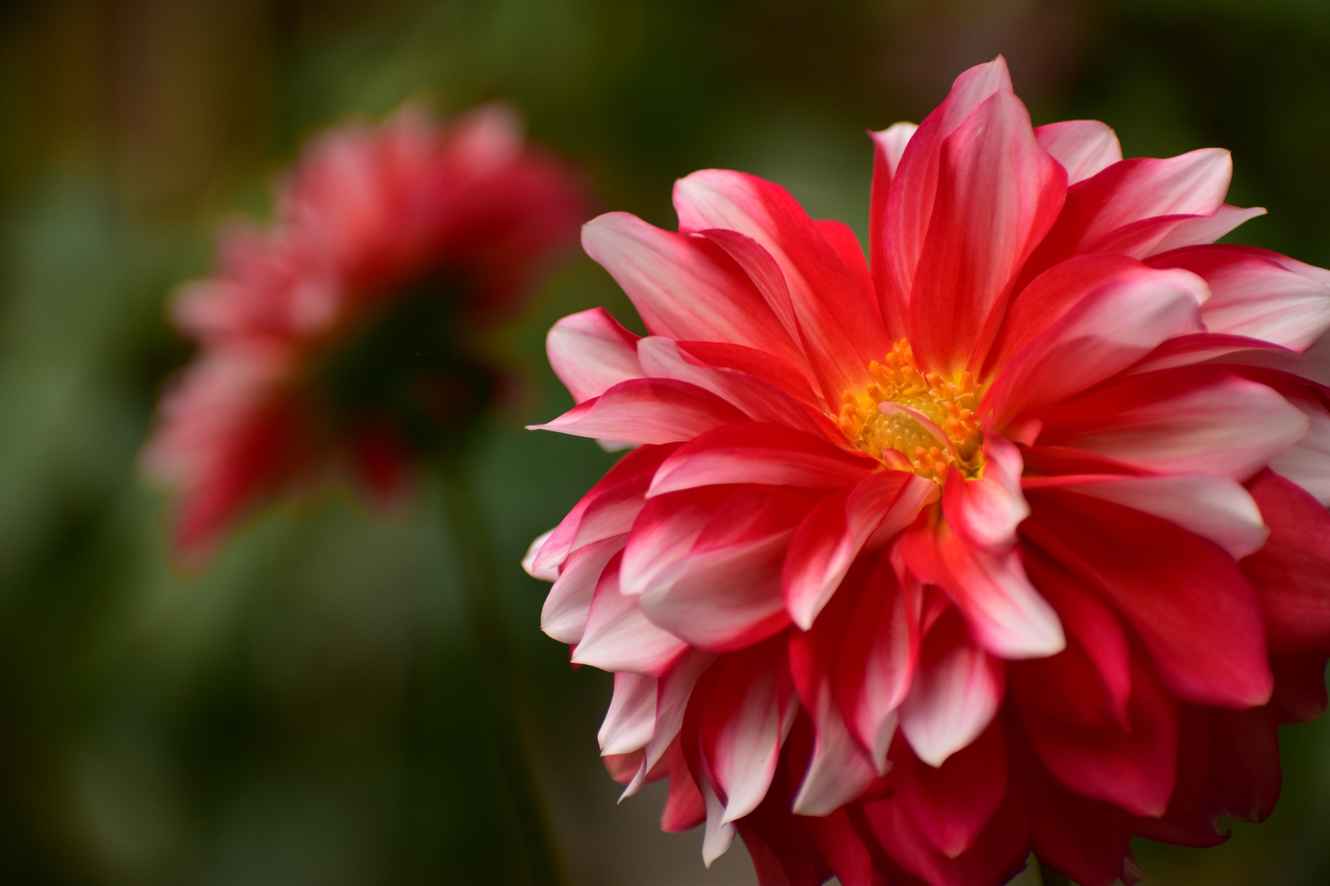 花 植物 ダリア カラーマジック 壁紙19x1280 壁紙館