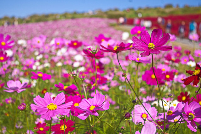 コスモス