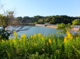 自然公園の池を横断する浮橋