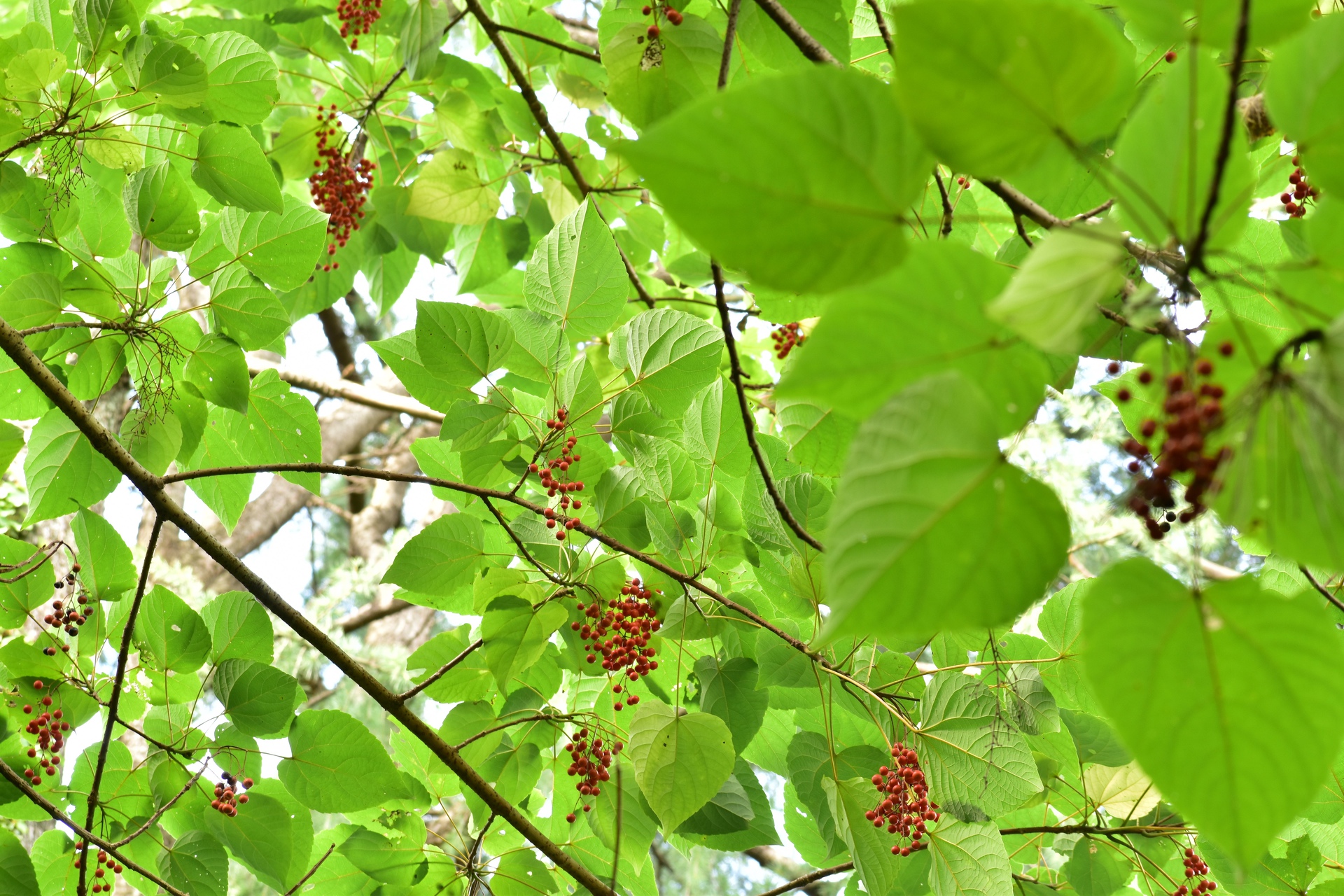 花 植物 イイギリ 壁紙19x1280 壁紙館 花 植物 イイギリ 壁紙19x1280 壁紙館