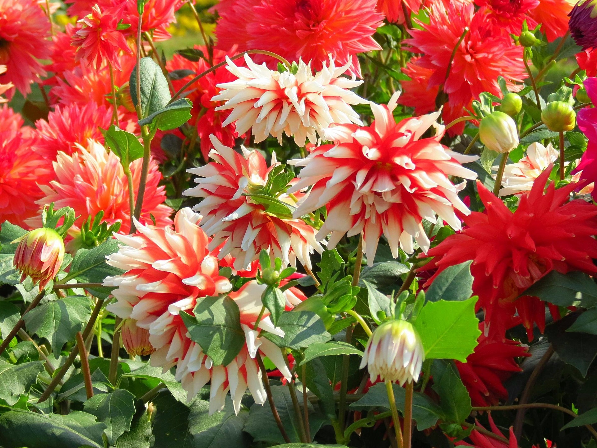 花 植物 ダリア 恋祭り 壁紙19x1440 壁紙館 花 植物 ダリア 恋祭り 壁紙19x1440 壁紙館