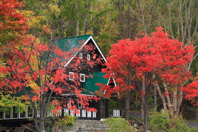 お洒落な紅葉風景