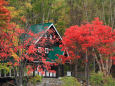 お洒落な紅葉風景