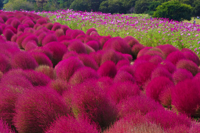 コキアの紅葉