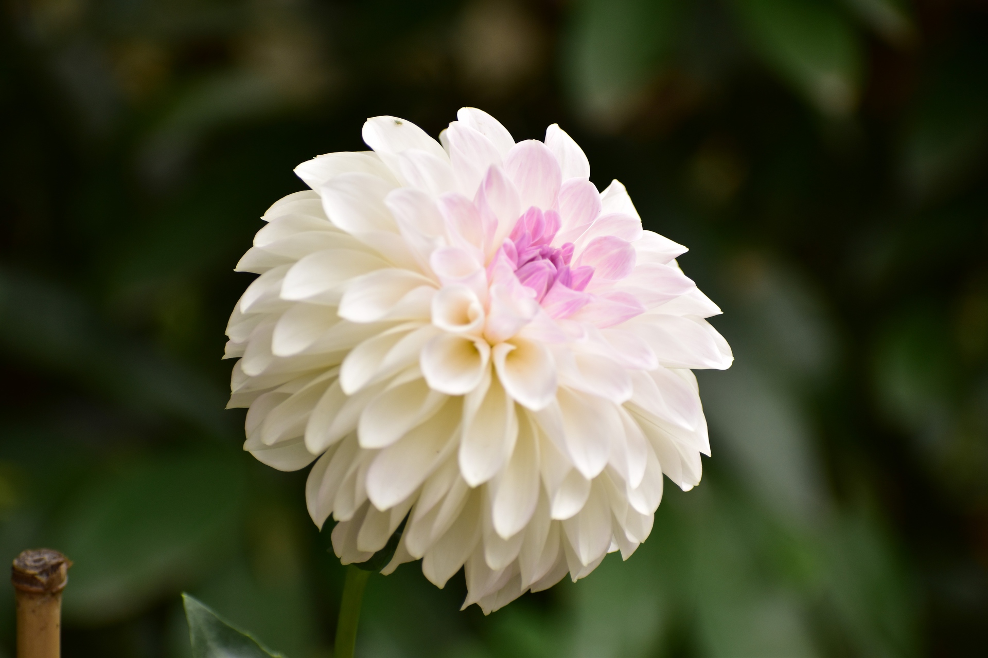 花 植物 白いダリア 壁紙19x1280 壁紙館