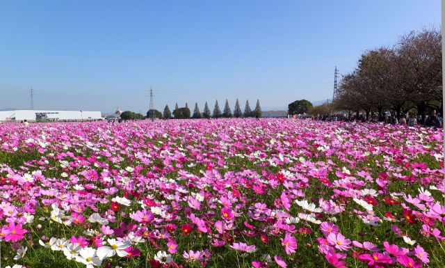 満開のコスモス園