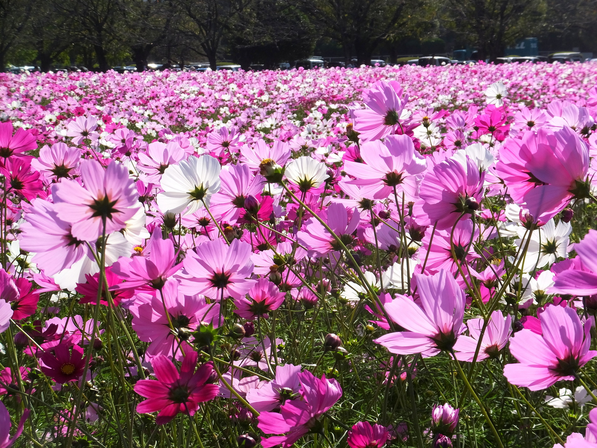 花 植物 いっぱい咲いたコスモスの花 壁紙19x1440 壁紙館 花 植物 いっぱい咲いたコスモスの花 壁紙19x1440 壁紙館