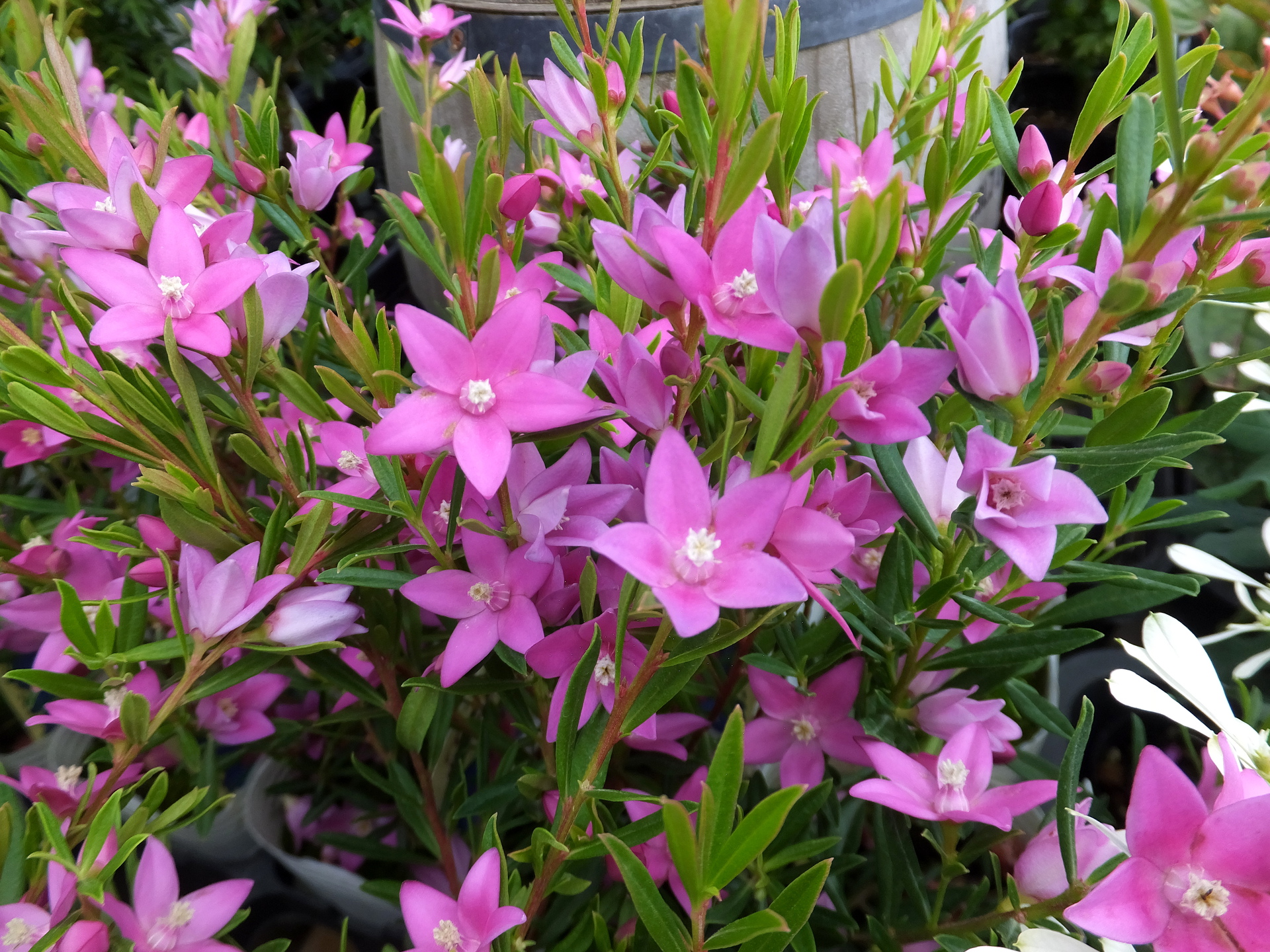 花 植物 サザンクロスの花 壁紙19x1440 壁紙館