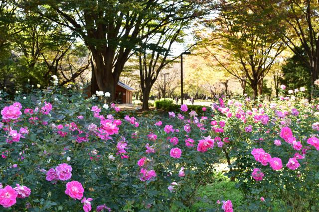 代々木公園の秋バラ