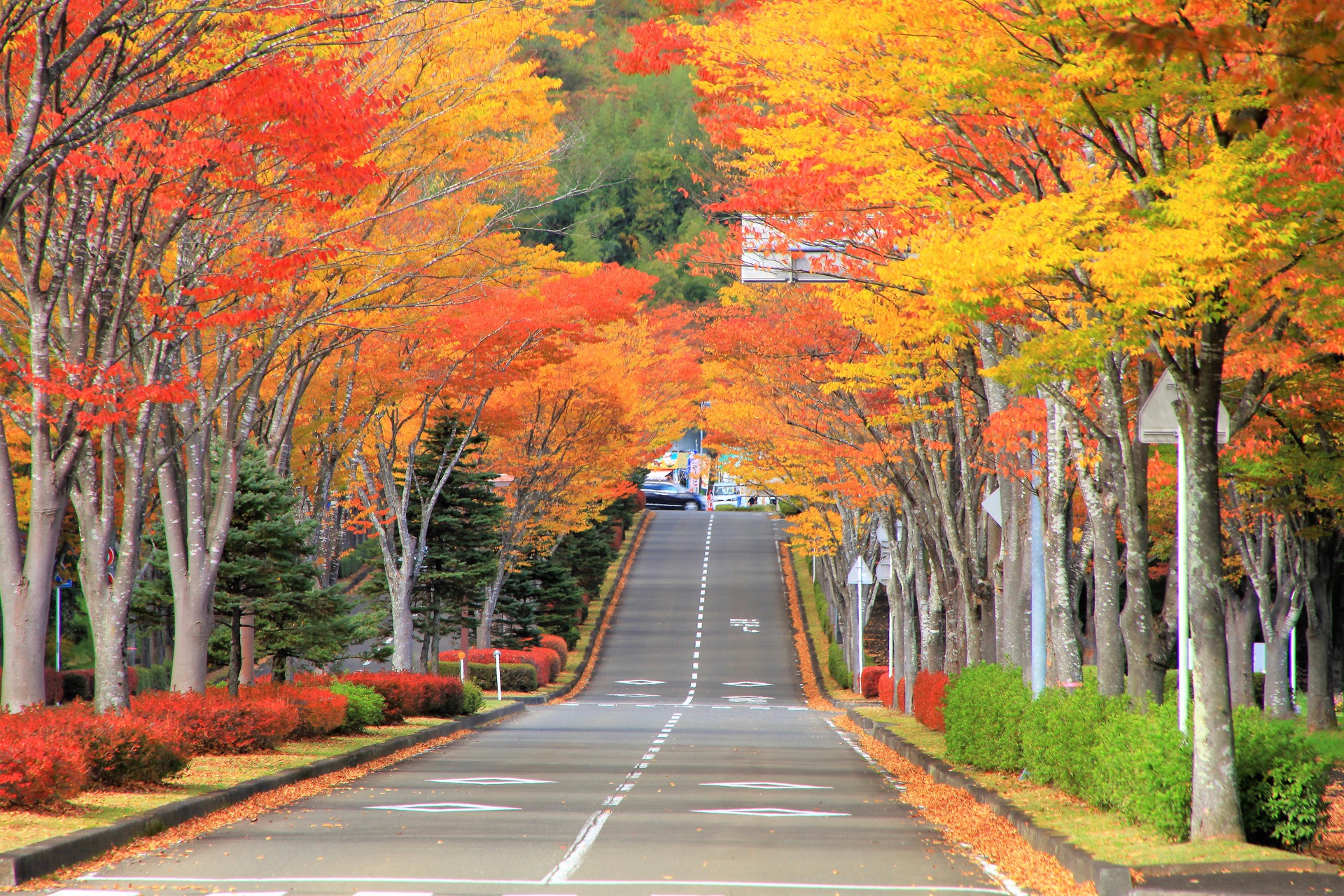 日本の風景 秋の並木道 壁紙1920x1280 壁紙館