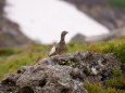 白馬乗鞍岳のママ雷鳥3