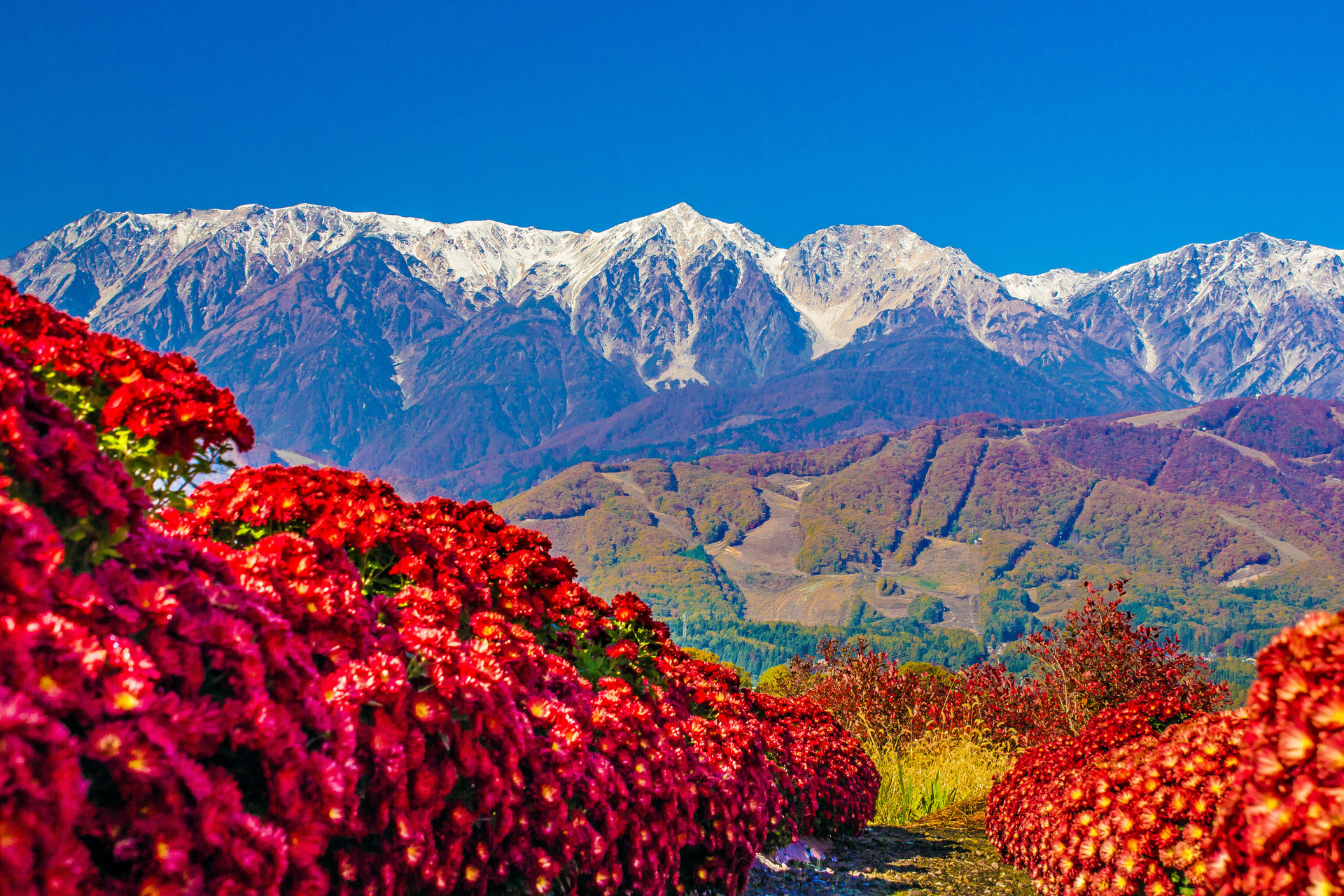 日本の風景 白馬村の紅葉 壁紙19x1280 壁紙館