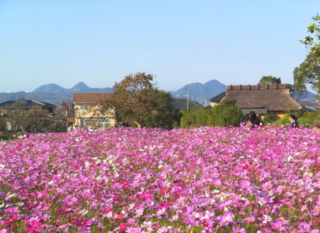 コスモスの平原歴史公園