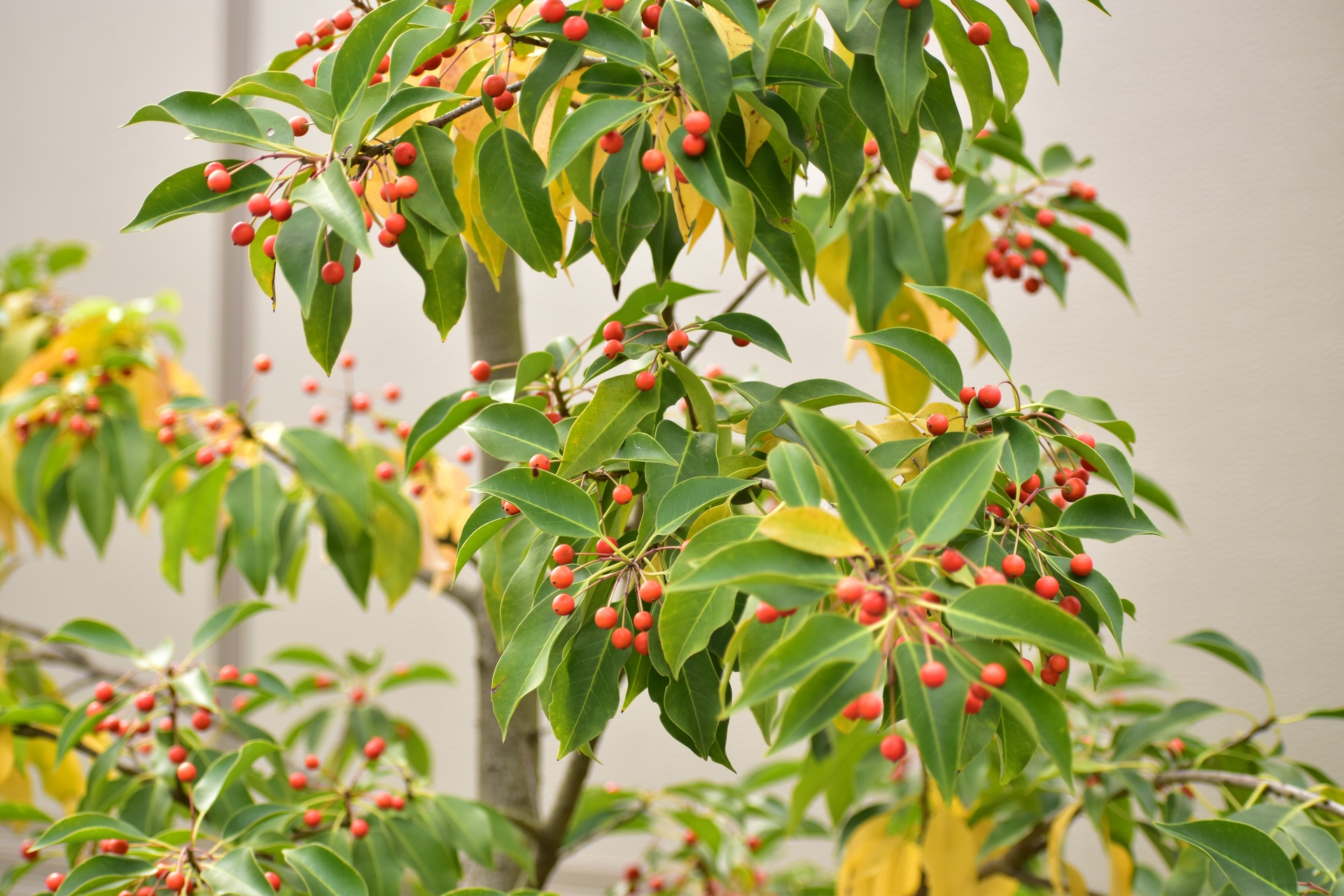 花 植物 ソヨゴ 壁紙19x1280 壁紙館