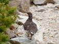 船越ノ頭の雄雷鳥