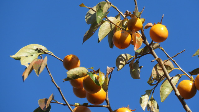 青空に柿