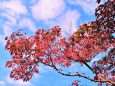 青空に映える花水木の紅葉
