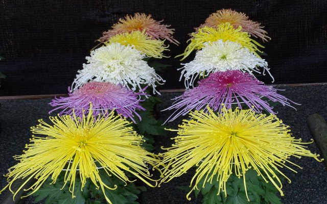 世界遺産宗像大社菊花展より