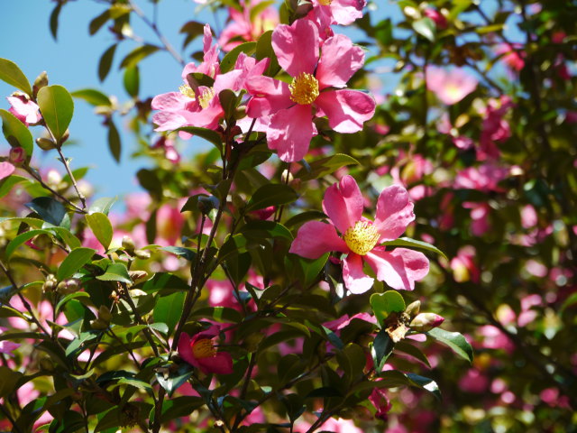 蒼空に映える山茶花