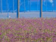 三里浜の花辣韮畑